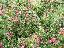 Escallonia rubra 'Macrantha'