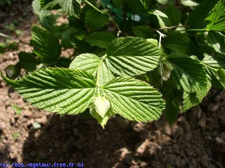 Rhodotypos scandens 