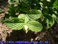 Rhodotypos scandens 