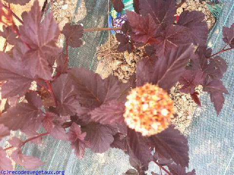 Physocarpus opulifolius 'Diabolo'
