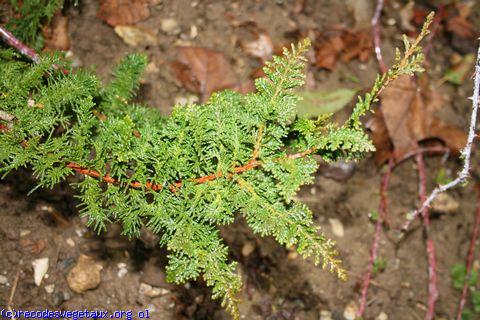 Chamaecyparis obtusa 'Teddy bear'