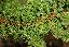 Chamaecyparis obtusa 'Teddy bear'