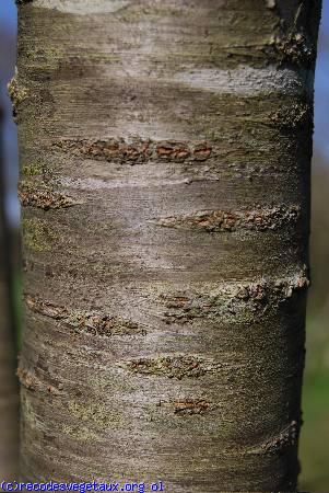 Prunus cerasus 