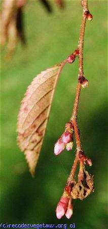 Prunus subhirtella 