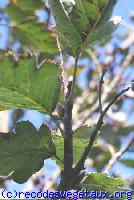 Sorbus intermedia 