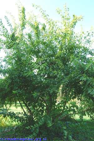 Maclura pomifera 