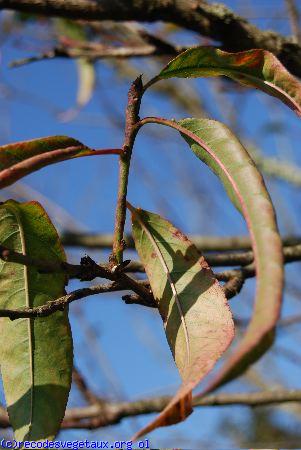 Prunus persica 