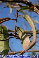 Prunus persica 