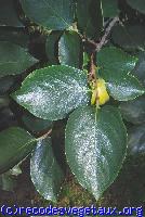 Diospyros kaki 