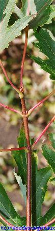 Acer saccharinum 