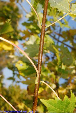 Acer saccharinum 