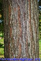 Ulmus resista 