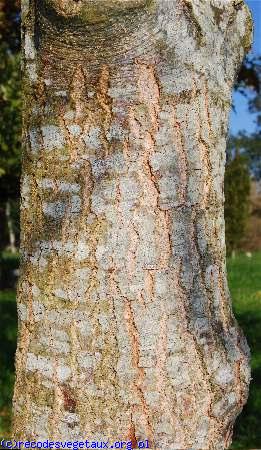 Quercus palustris 