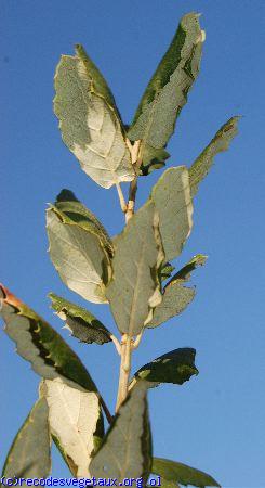 Quercus suber 