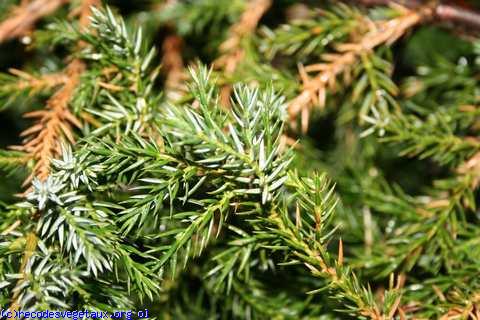 Juniperus squamata 'Blue carpet'
