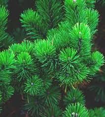 Pinus mugo 'Mughus'
