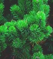Pinus mugo 'Mughus'
