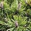 Pinus mugo 'Mughus'
