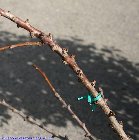 Ginkgo biloba 'Mariken'