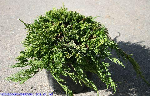 Juniperus horizontalis 'Golden carpet'