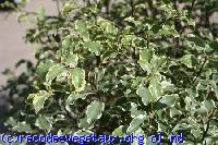 Pittosporum tenuifolium 'Variegatum'