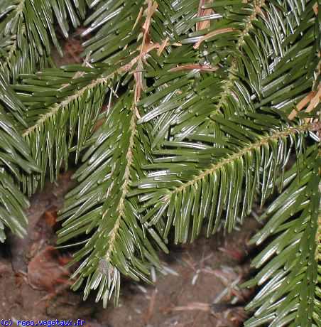 Abies nordmanniana 