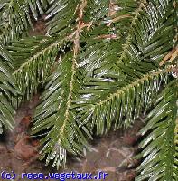 Abies nordmanniana 