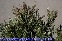 Juniperus horizontalis 'Compressa variegata'