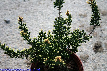 Calluna vulgaris 'Pousss colores'