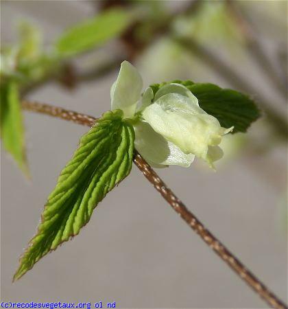 Corylopsis pauciflora 