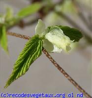 Corylopsis pauciflora 