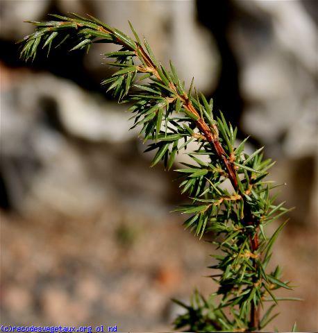 Juniperus communis 'Depressa aurea'