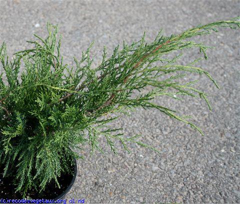 Juniperus media 'Old gold'