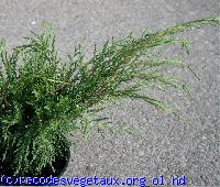 Juniperus media 'Old gold'