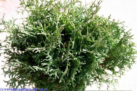 Thuja occidentalis 'Tiny tim'