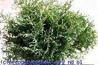 Thuja occidentalis 'Tiny tim'