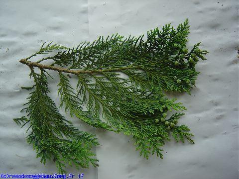 X cupressocyparis leylandii 