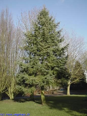 Abies concolor 