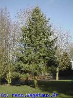 Abies concolor 