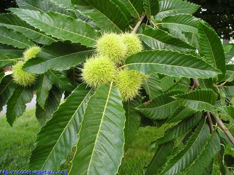 Castanea sativa 