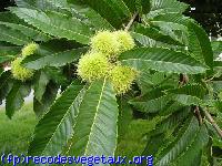 Castanea sativa 