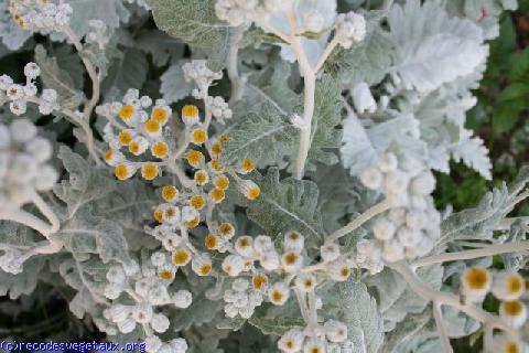 Cineraria maritima 'Silver dust'