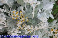 Cineraria maritima 'Silver dust'