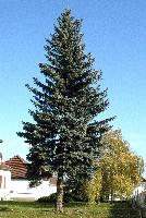 Picea pungens 
