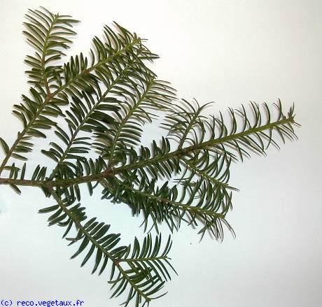 Taxus baccata 