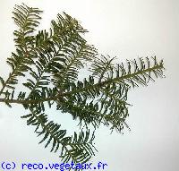 Taxus baccata 