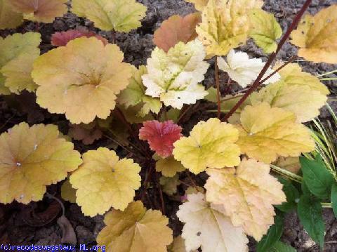 Heuchera  'Caramel'