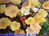 Heuchera  'Caramel'