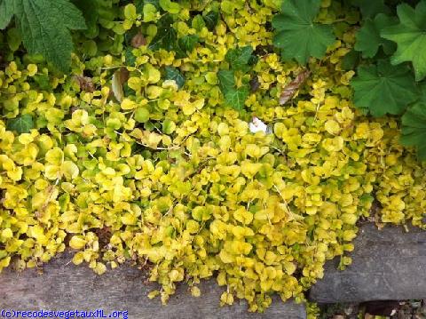 Lysimachia nummularia 'Aurea'