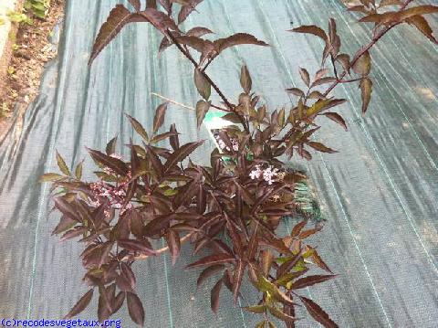 Sambucus nigra 'Black beauty'